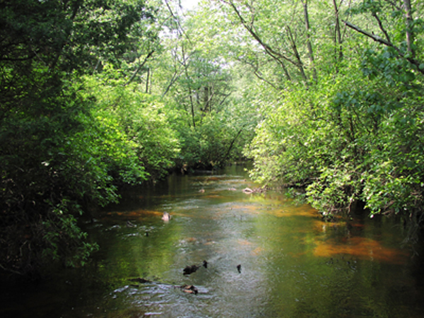 Pump Branch, a tributary of Albertson Brook